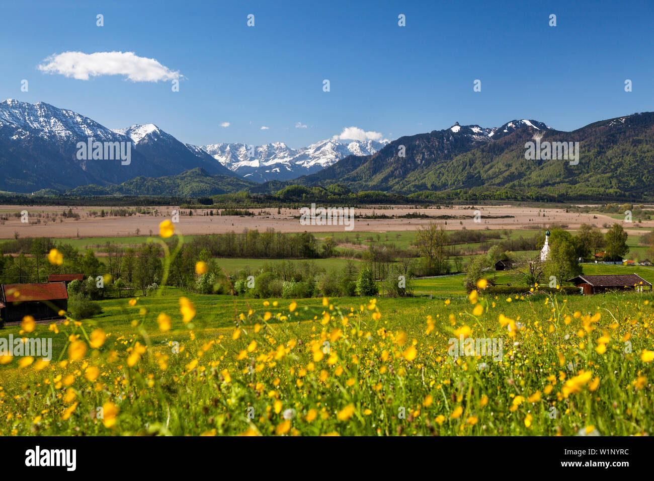 Moor, Murnau, Alps, flowering meadow, Landkreis Garmisch-Partenkirchen, Upper Bavaria, Germany, Europe Stock Photo