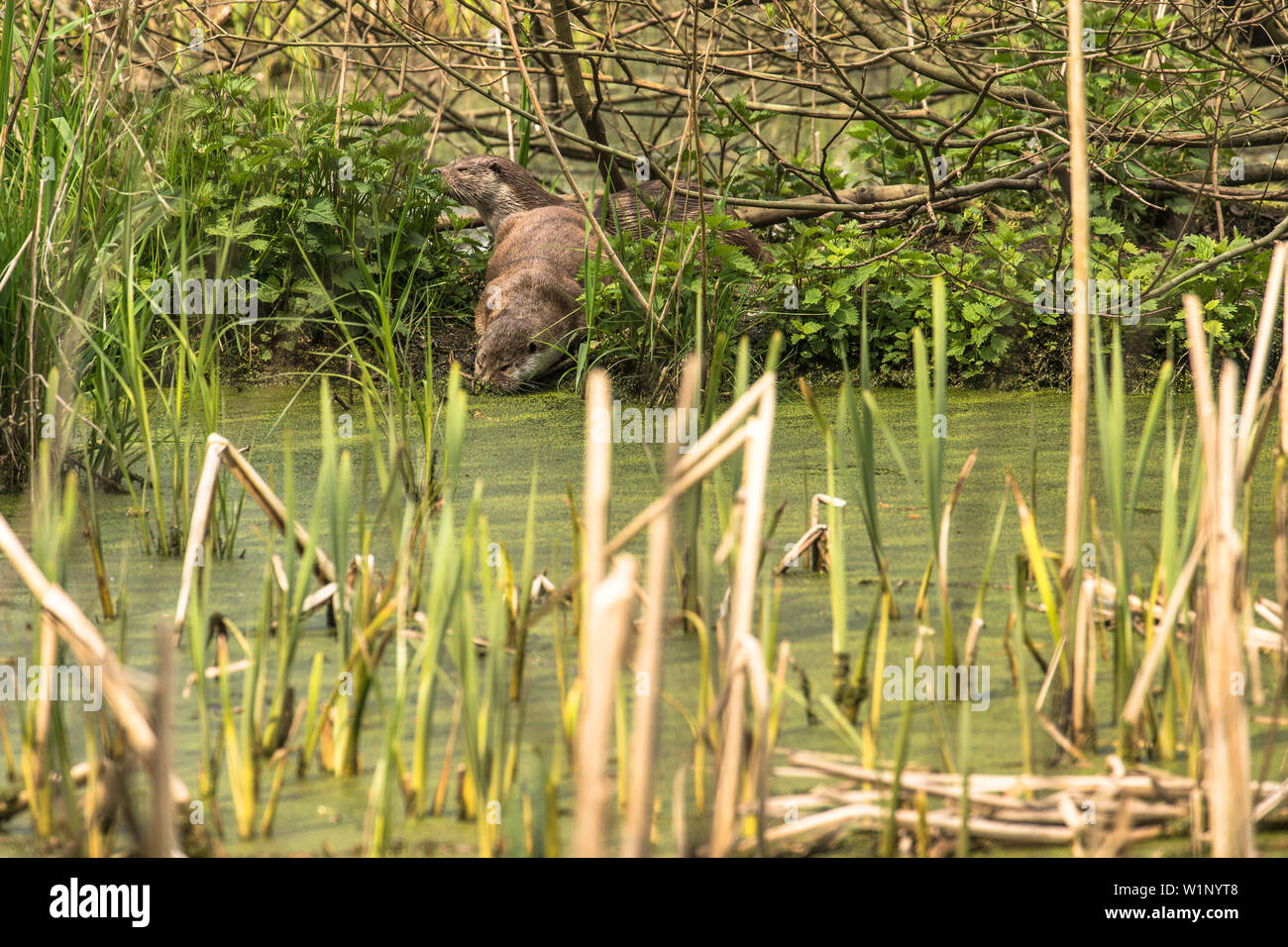 Otter at the lake, otter in the moorland, martens, predator, moor, Wildlife park Schorfheide, Brandenburg, Germany Stock Photo
