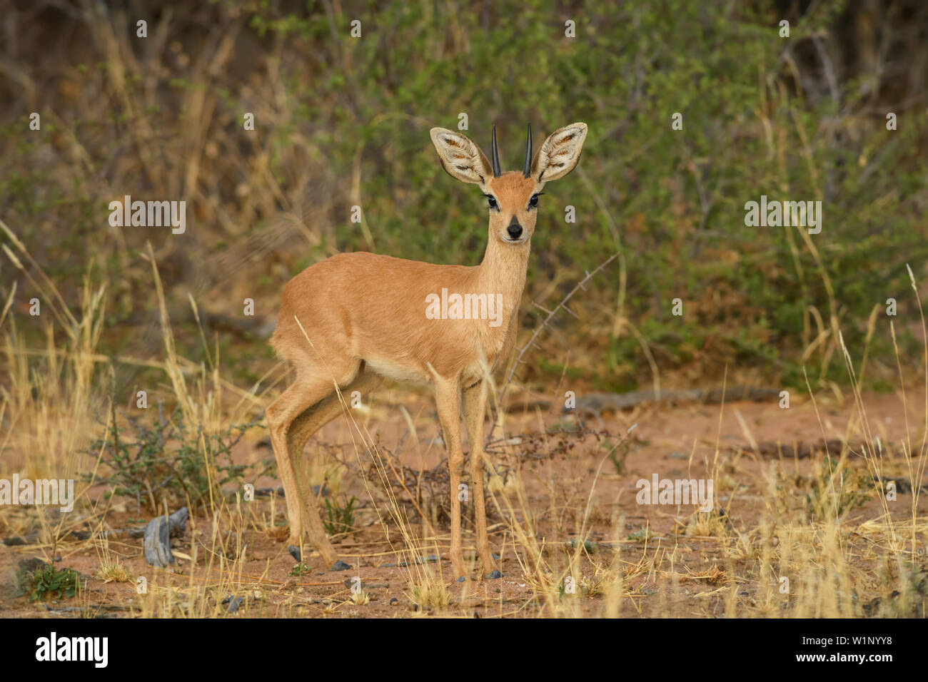 Steenbok antelope namibia hi-res stock photography and images - Alamy