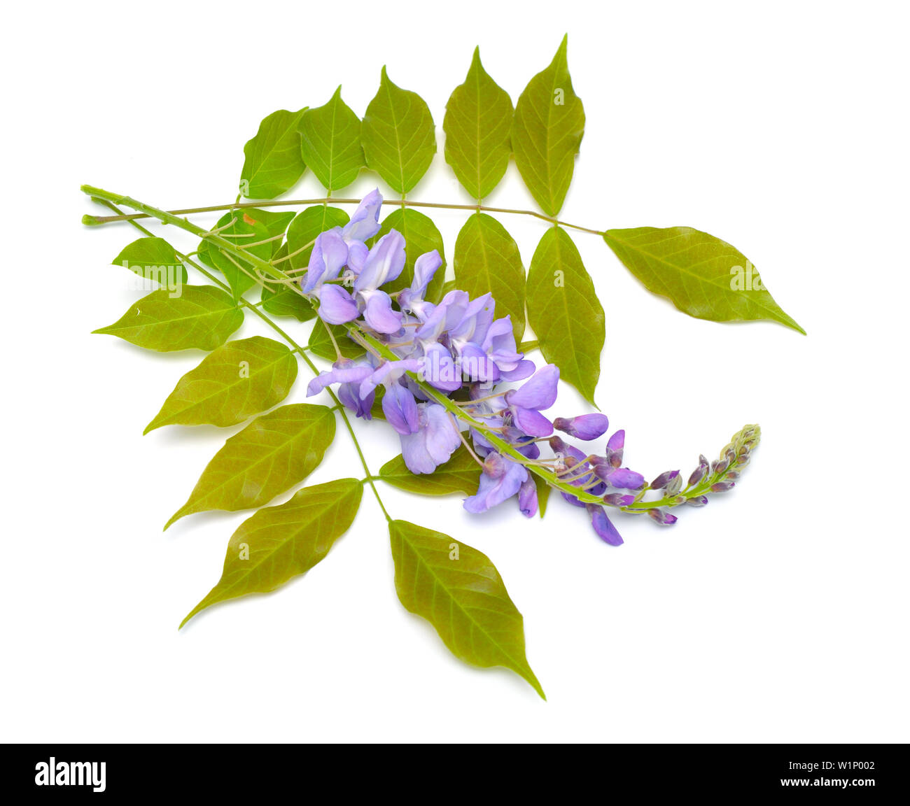 Wisteria sinensis or Chinese wisteria isolated on white background Stock Photo