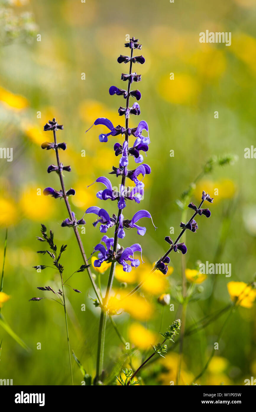 wildflower, Sage, Salvia pratensis, Bavaria, Germany, Europe Stock ...