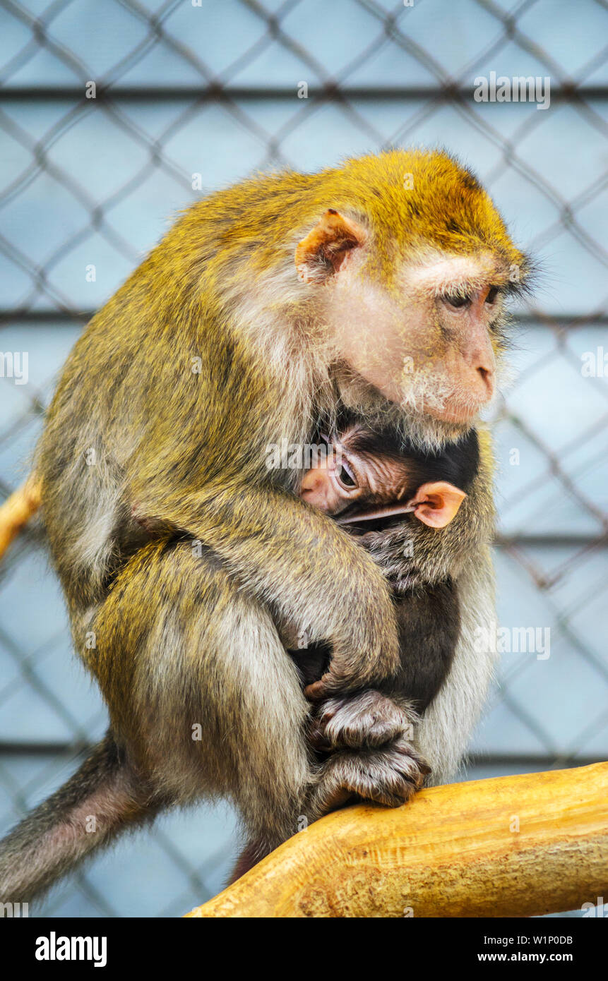 A Portrait Of Mother Monkey Feeding Her Baby Monkey With Cub On Tree Monkey Mother Love Stock Photo Alamy A Portrait Of Mother Monkey Feeding Her Baby Monkey With Cub On Tree Monkey Mother Love Stock Photo Alamy