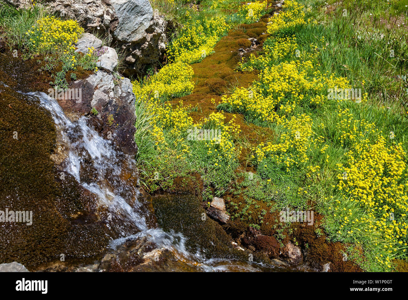 spring with yellow saxifrage flowers, Saxifraga aizoides, Queyras, Alps, France, Europe Stock Photo