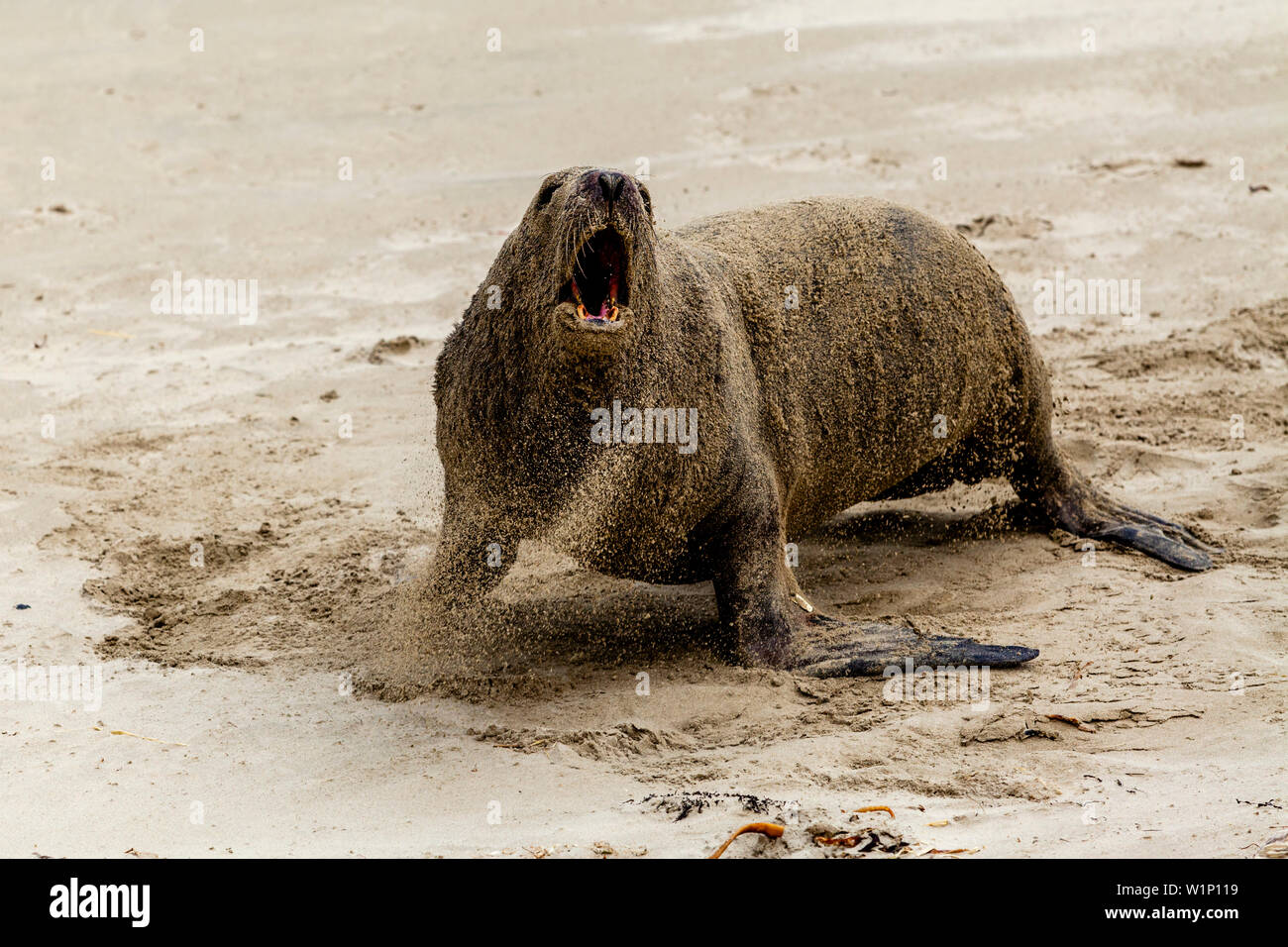 An Aggressive Sea Lion On The Beach At Surat Bay, The Catlins, South Island, New Zealand Stock Photo