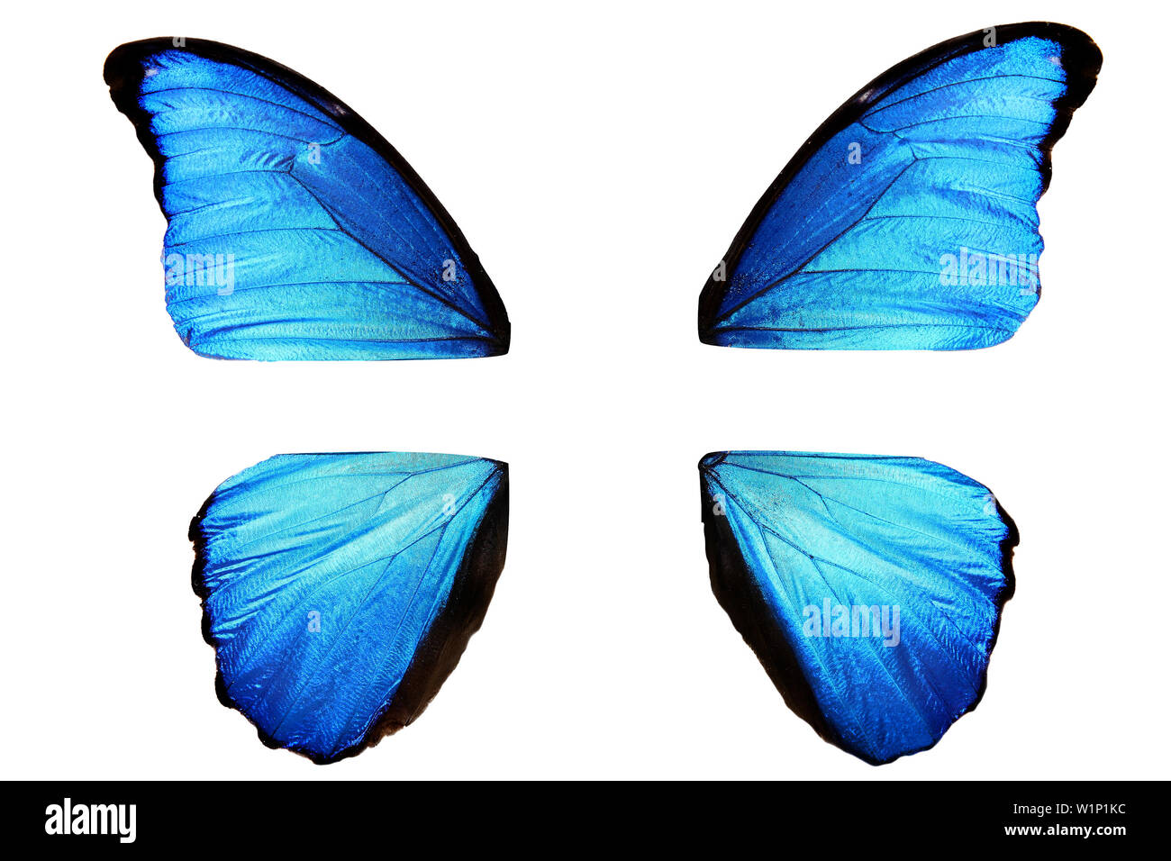 blue butterfly wings disassembled into four parts Stock Photo Alamy