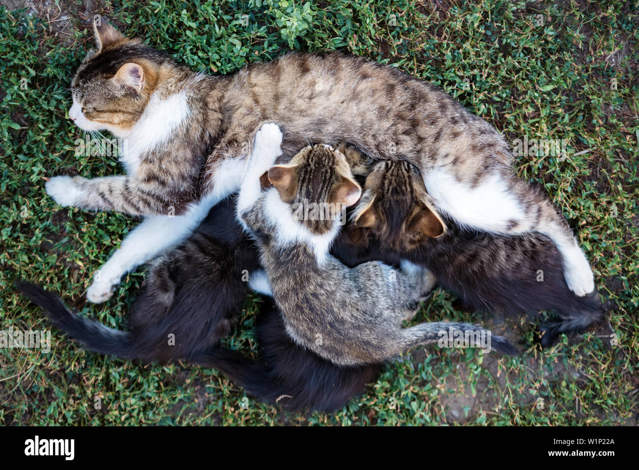 Mother cat feeding her kitten children outdoors Stock Photo