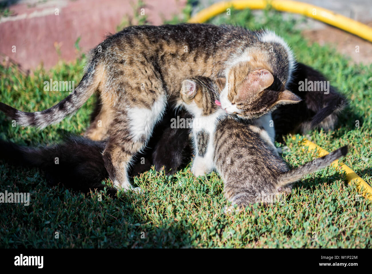 Mother cat licking her kitten child outdoors Stock Photo