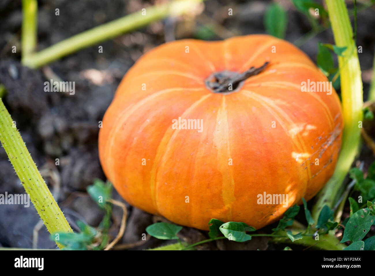 Single ripe orange pumpkin on farm ground Stock Photo - Alamy