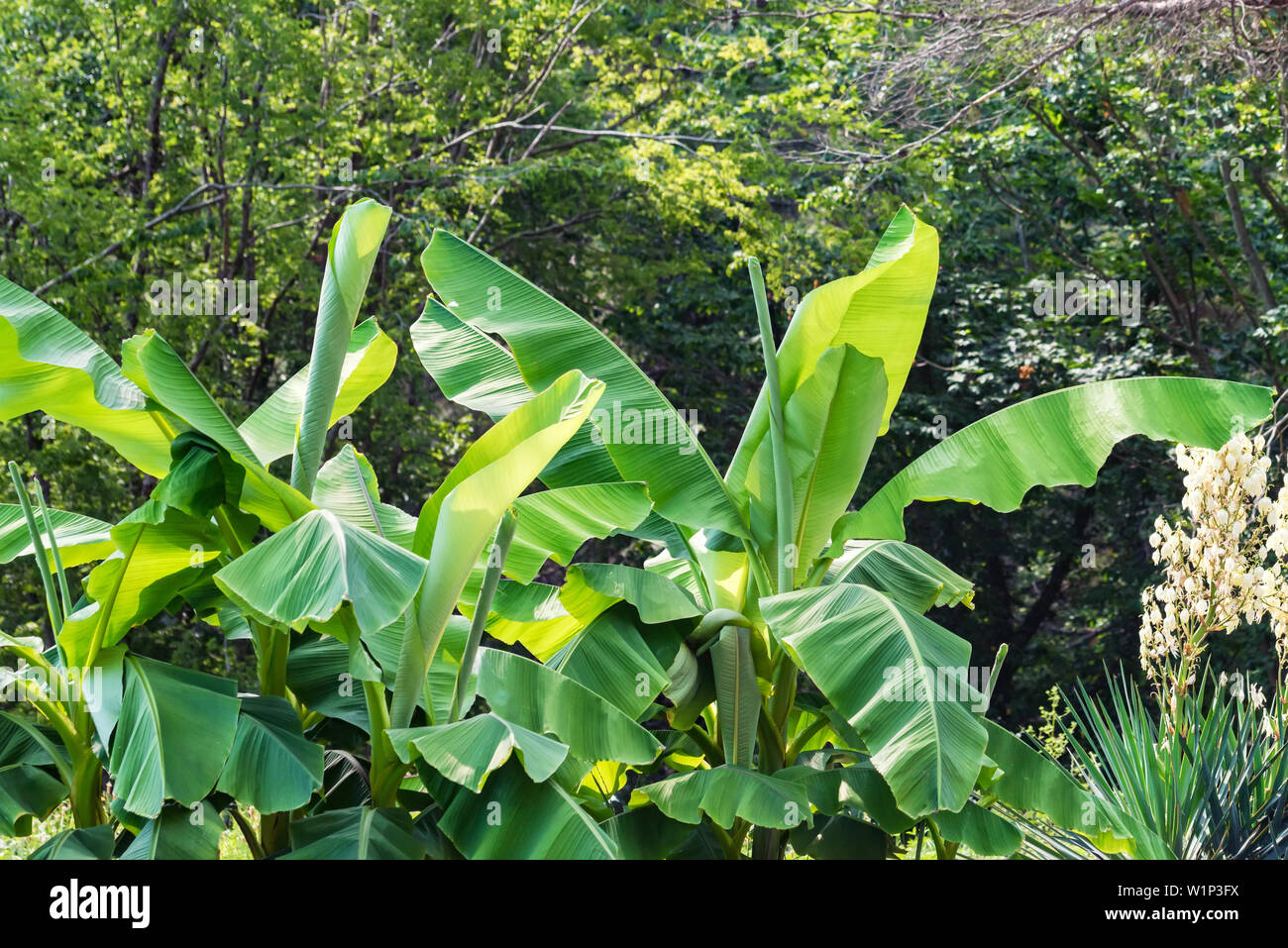 Close up green leaves of banana tree growinf in park Stock Photo