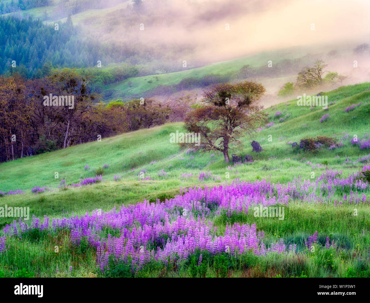 Prairie with lupines, fog and oak tree. Redwood National Park, California Stock Photo