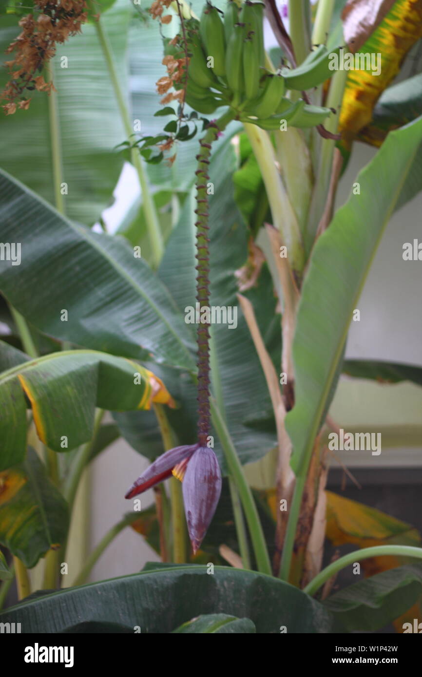 Banana tree with bunch of growing green bananas and flower. Plantation