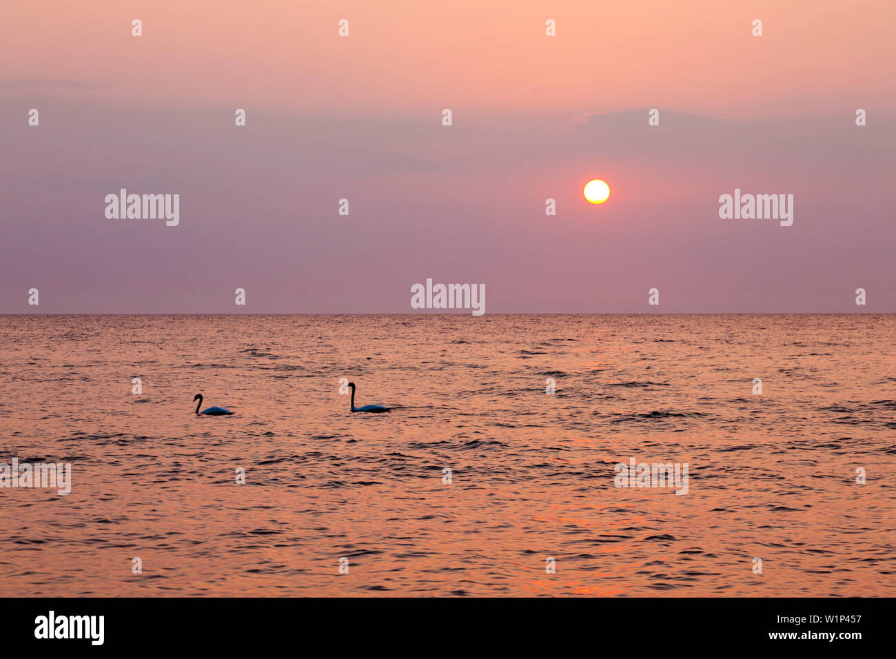 Swans at sunrise, Jasmund national park, Ruegen, Baltic Sea, Mecklenburg-West Pomerania, Germany Stock Photo
