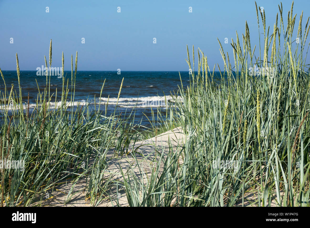 Grass in dunes, Elymus arenarius, Mecklenburg Western Pomerania, Baltic sea, Germany, Europe Stock Photo