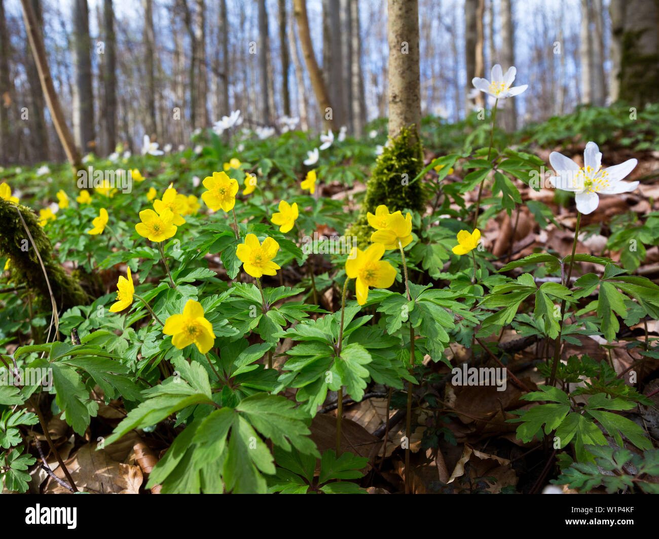 Yellow anemones in beech forest in spring, Anemone ranunculoides, Anemone nemorosa, Hainich National Park, Thuringia, Germany, Europe Stock Photo