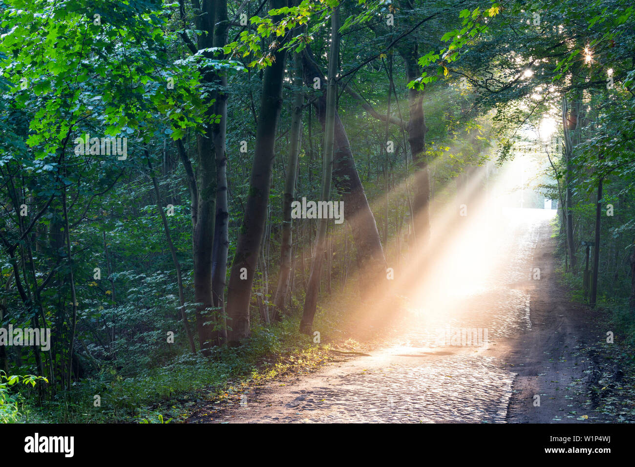 landscape, forest with fog, light beams, alley, morning light, Schaalsee, sunrise, Biosphere Reserve Schaalsee, Mecklenburg lake district, Stintenburg Stock Photo