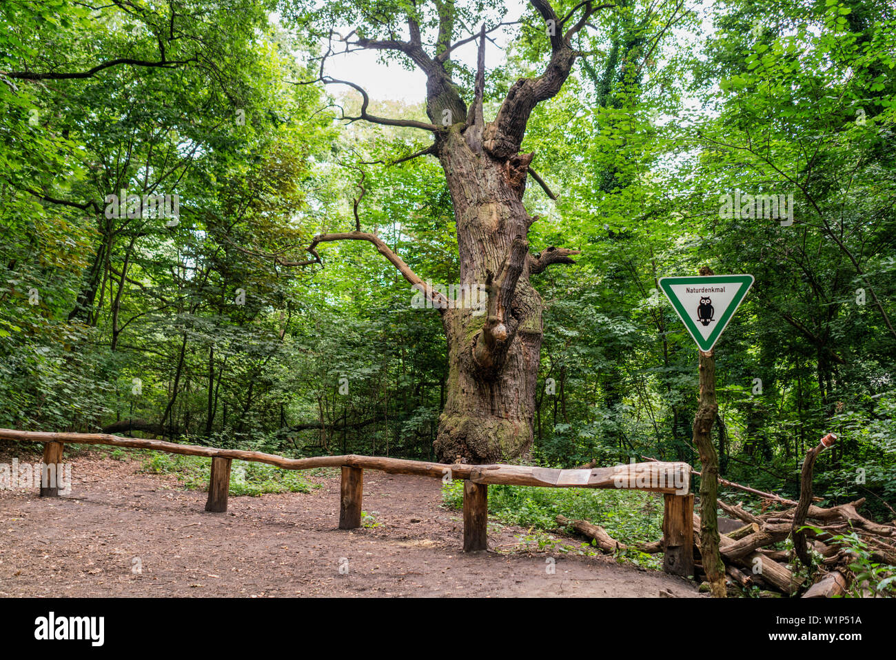Dicke Marie, aeltester Baum von Berlin, ca. 500 bsi 700 Jahre alt, Durchmnesser 665 cm, Hoehe 26 Meter, Querus robur , Stieleiche, Tegeler See, Berlin Stock Photo