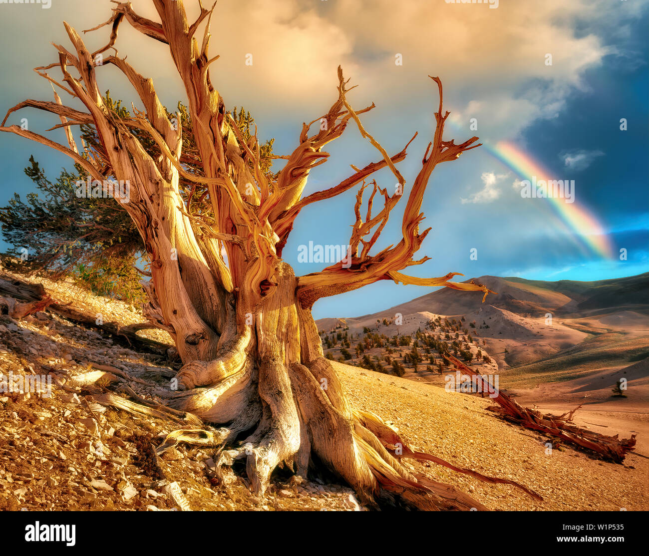 Widely branching Bristlecone Pine and rainbow. Ancient Bristlecone Pine Forest, California. Stock Photo