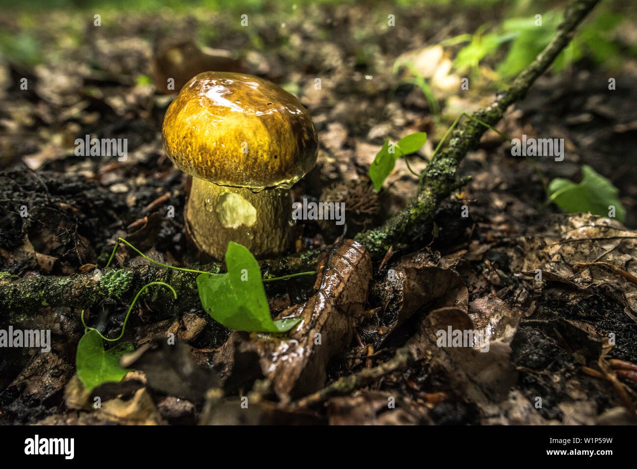 Spreewald biosphere reserve, Germany, forest, deciduous forest