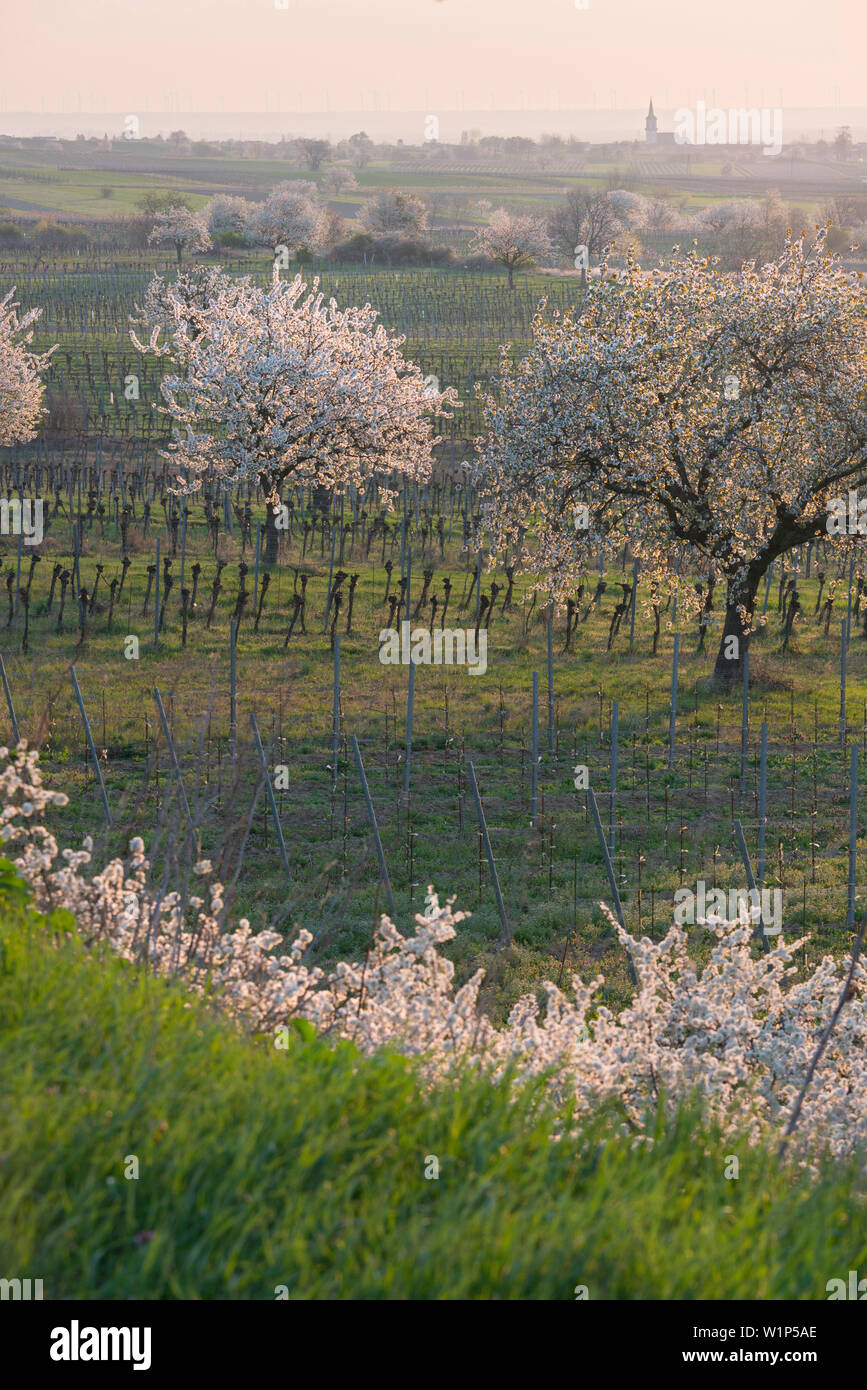flowering cherry trees in Donnerskirchen, Austria, Burgenland Stock Photo