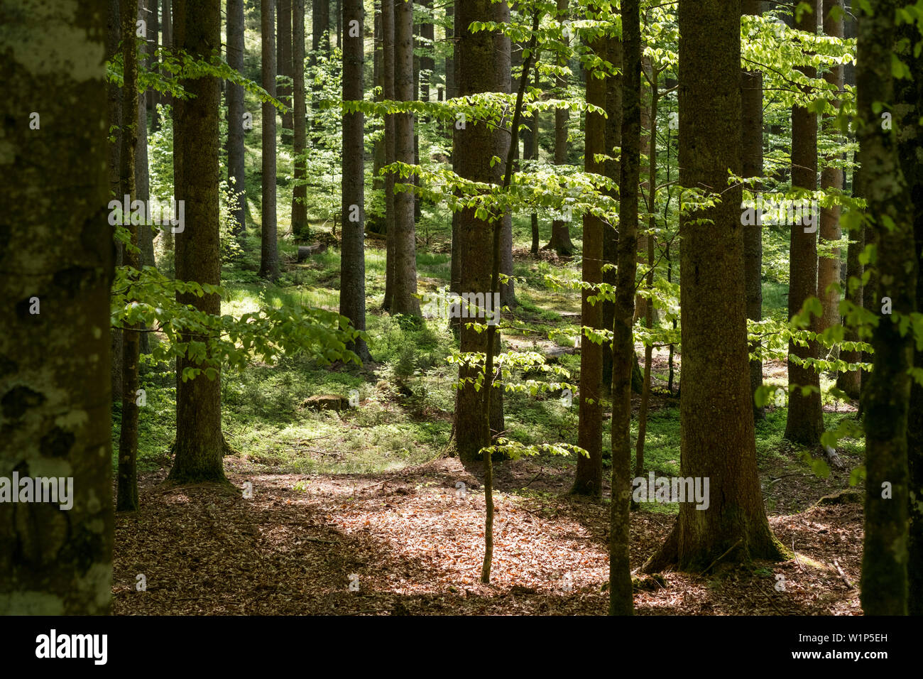 mixed forest, Bavarian Forest National Park Bavaria, Germany Stock Photo