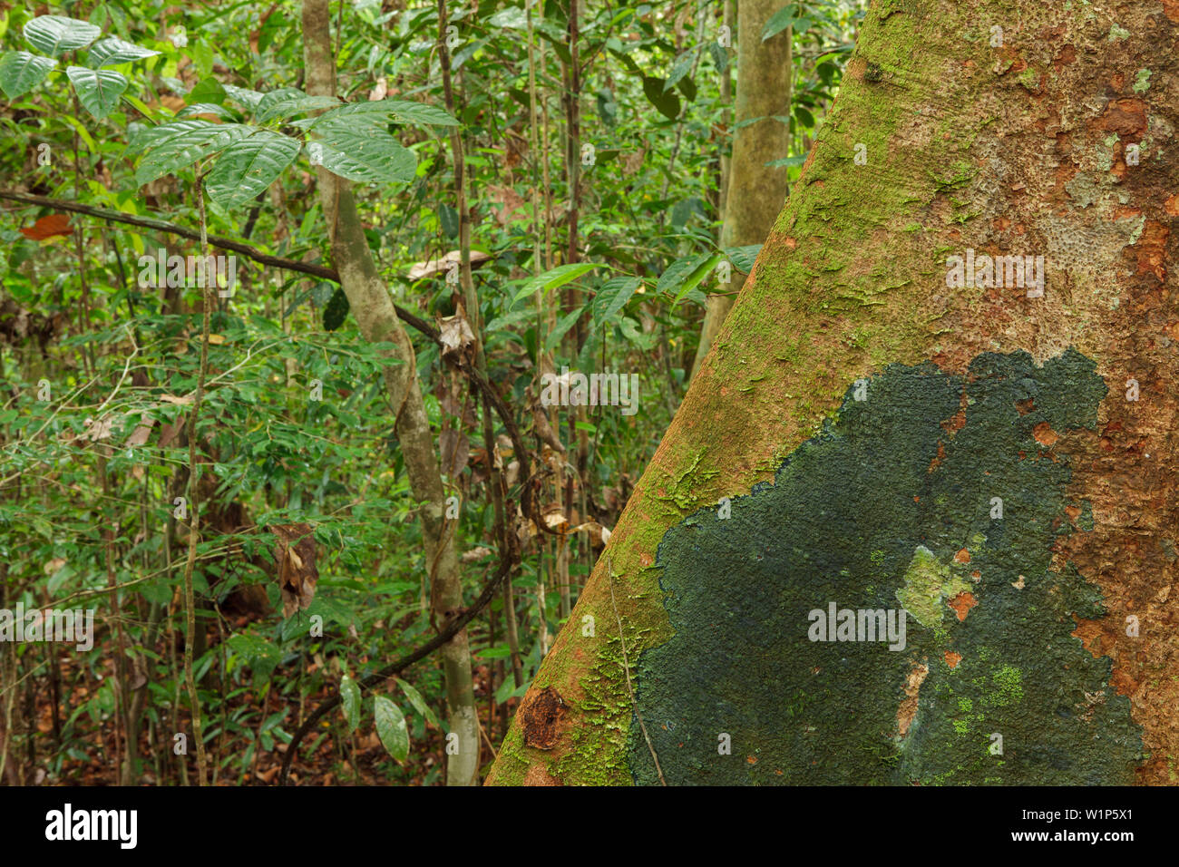Buttress tree roots in rainforest Stock Photo - Alamy