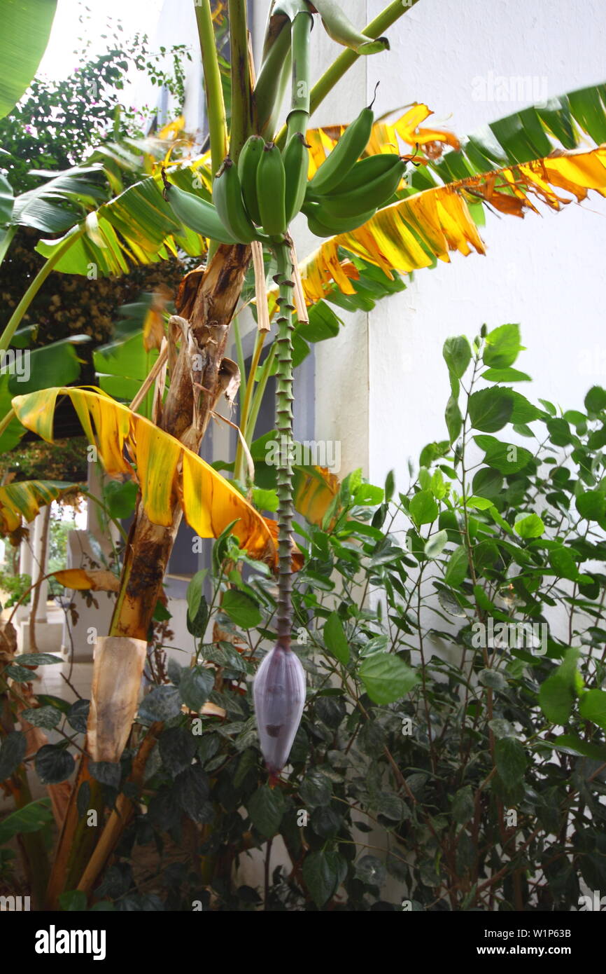 Banana tree with bunch of growing green bananas and flower. Plantation