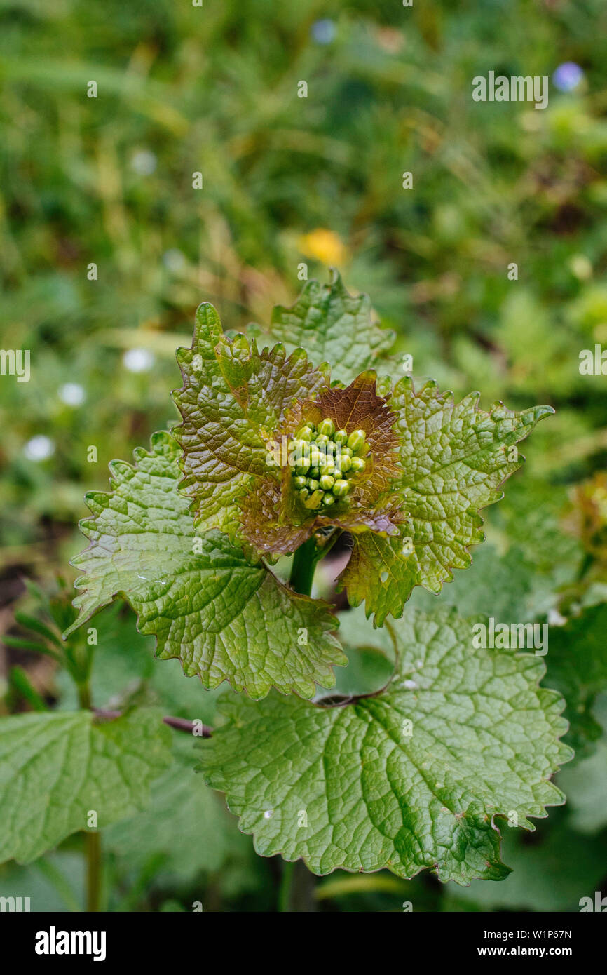 Garlic Mustard Weed Alliaria Petiolata Stock Photo Alamy