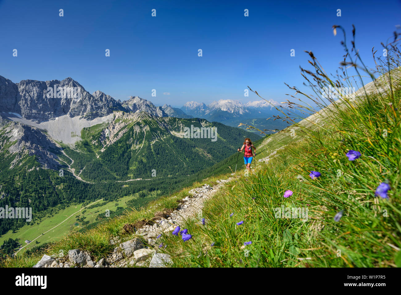 Woman hiking ascending towards Soiernspitze, Woerner and Wetterstein range in background, Soiernspitze, Karwendel range, Upper Bavaria, Bavaria, Germa Stock Photo