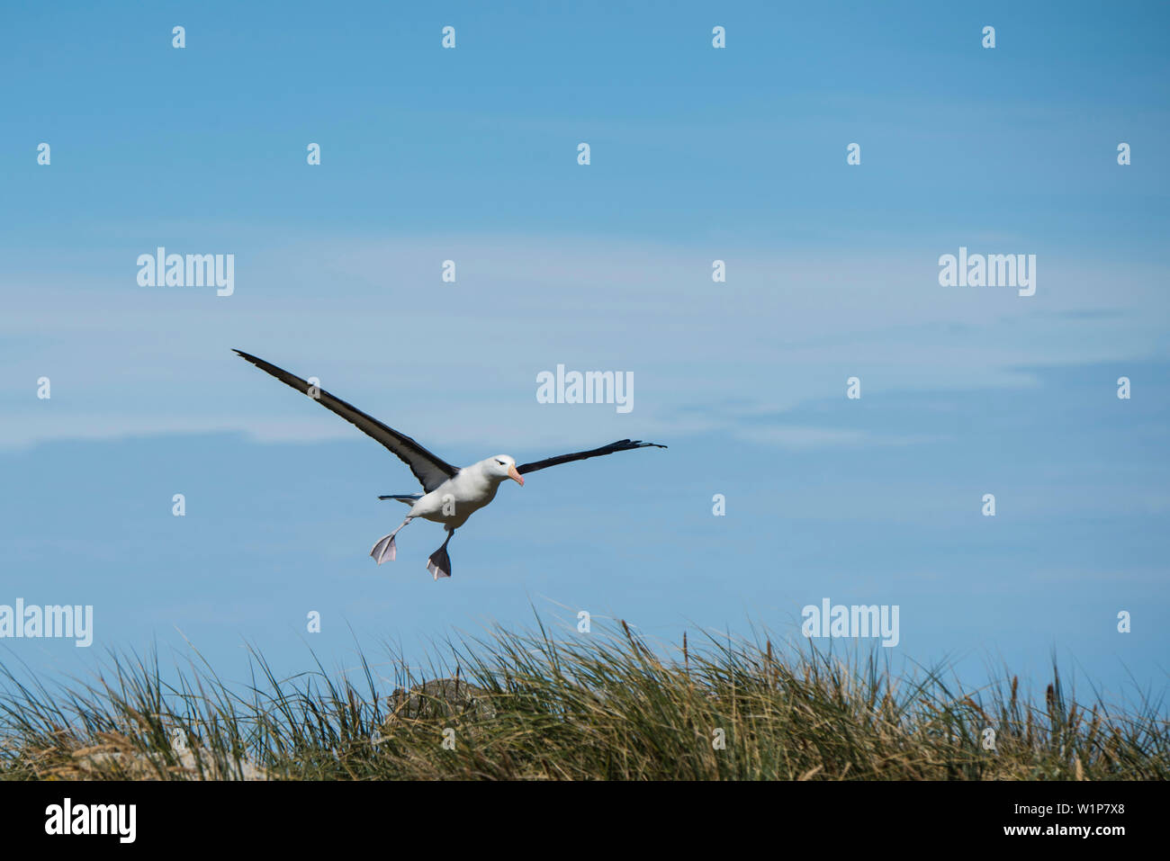 Landing 'flaps' down, a black-browed albatross (Thalassarche melanophris) makes its landing approach over tussock grass, New Island, Falkland Islands, Stock Photo