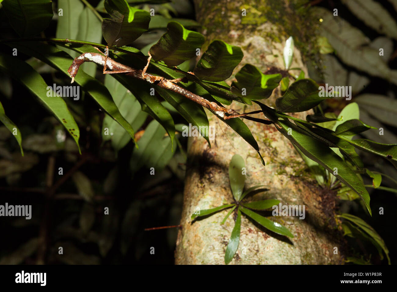 Stick insect at night in rainforest borneo Stock Photo