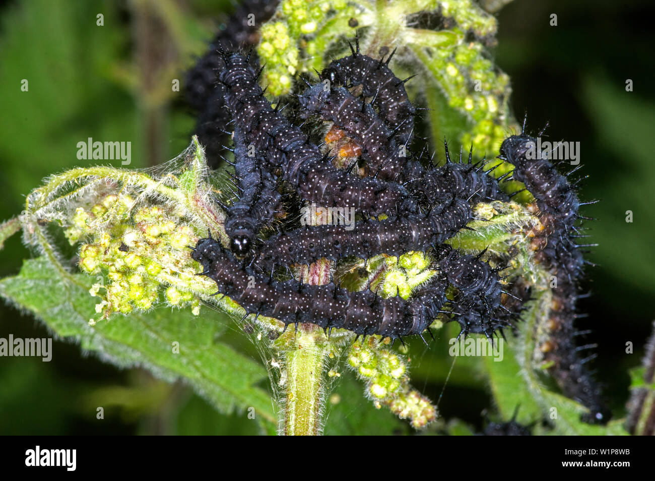 Several larvae in a web feeding on Nettles Stock Photo