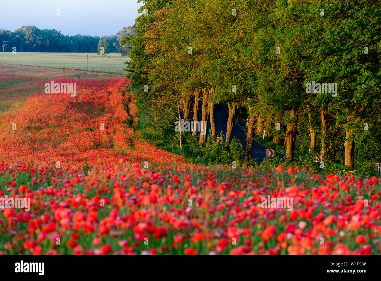 Poppy field with BAumallee on Rügen, Baltic Sea coast, Mecklenburg-Western Pomerania, Germany Stock Photo