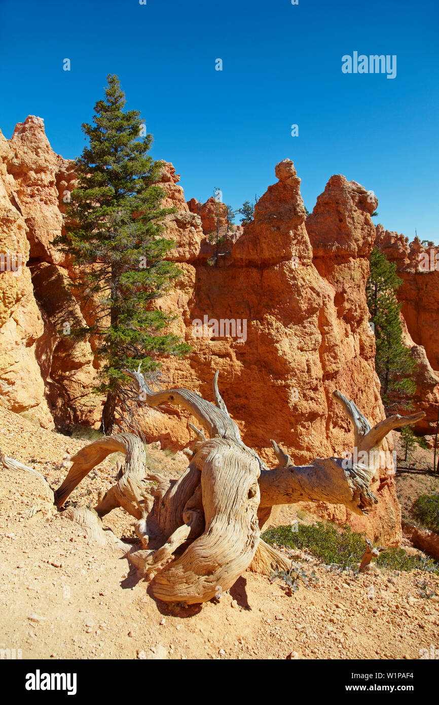 Queens Garden Trail , Bryce Amphitheater , Bryce Canyon National Park , Utah , U.S.A. , America Stock Photo