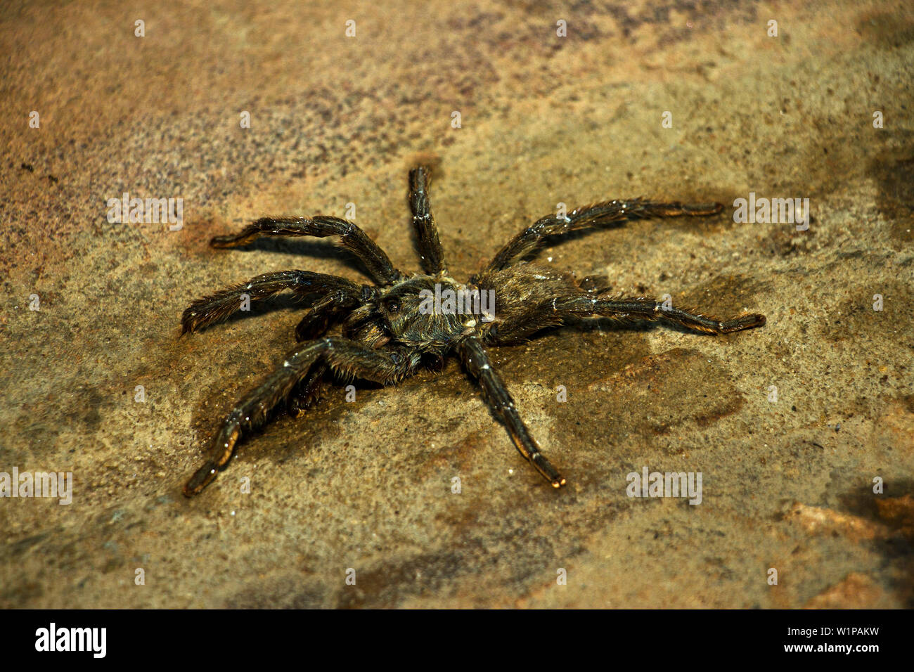 The Hermacha Funnel Web Spider is a largish Mygalomorph spider and harmless to man despite it's intimidating appearance. Stock Photo