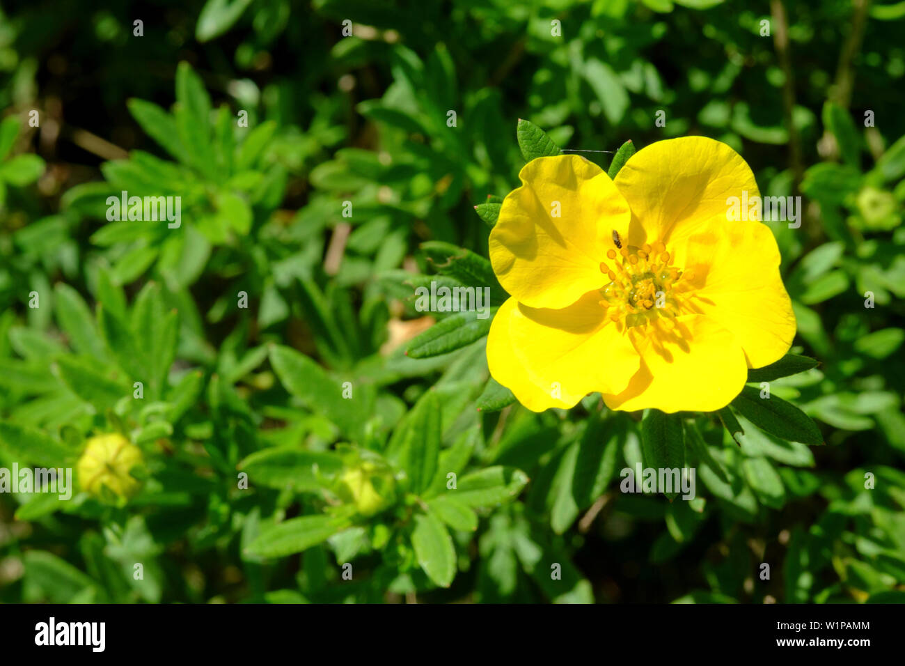 yellow flower growing on a potentilla fruticosa zala county hungary Stock Photo