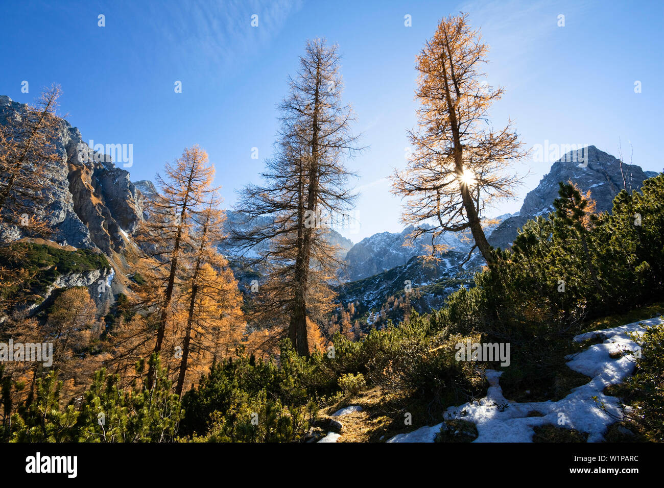 European Larches, Larix decidua, Wetterstein mountains, Alps, Austria, Europe Stock Photo