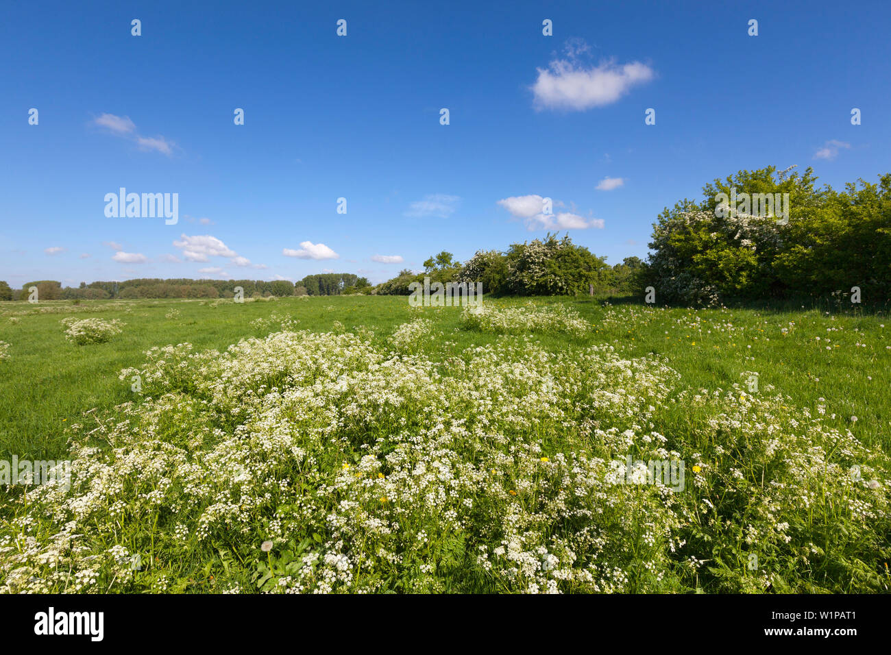 Meadow on Bislicher Insel, near Xanten, Lower Rhine, North-Rhine Westphalia, Germany Stock Photo