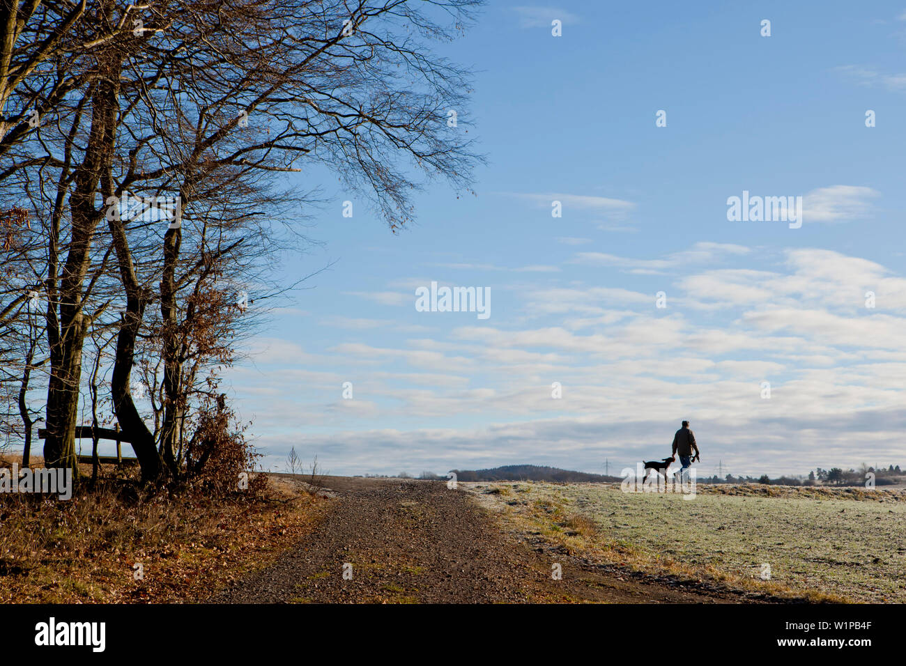 Woodland journeys with a dog hires stock photography and images Alamy