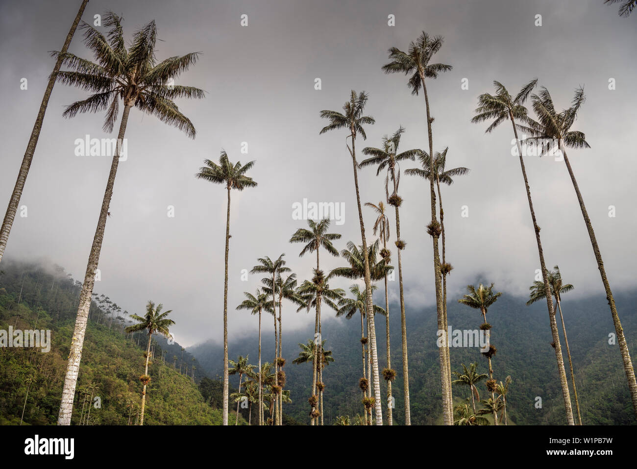 Cocora Valley, endemic wax palm trees, Salento, UNESCO World Heritage ...