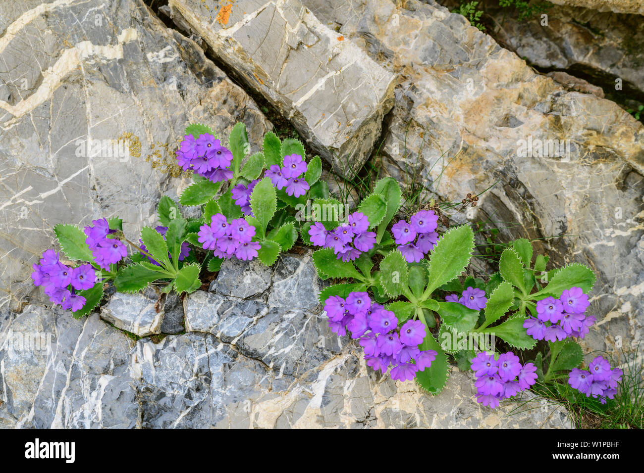 Pink primrose growing in rock gap, Val Maira, Cottian Alps, Piedmont, Italy Stock Photo