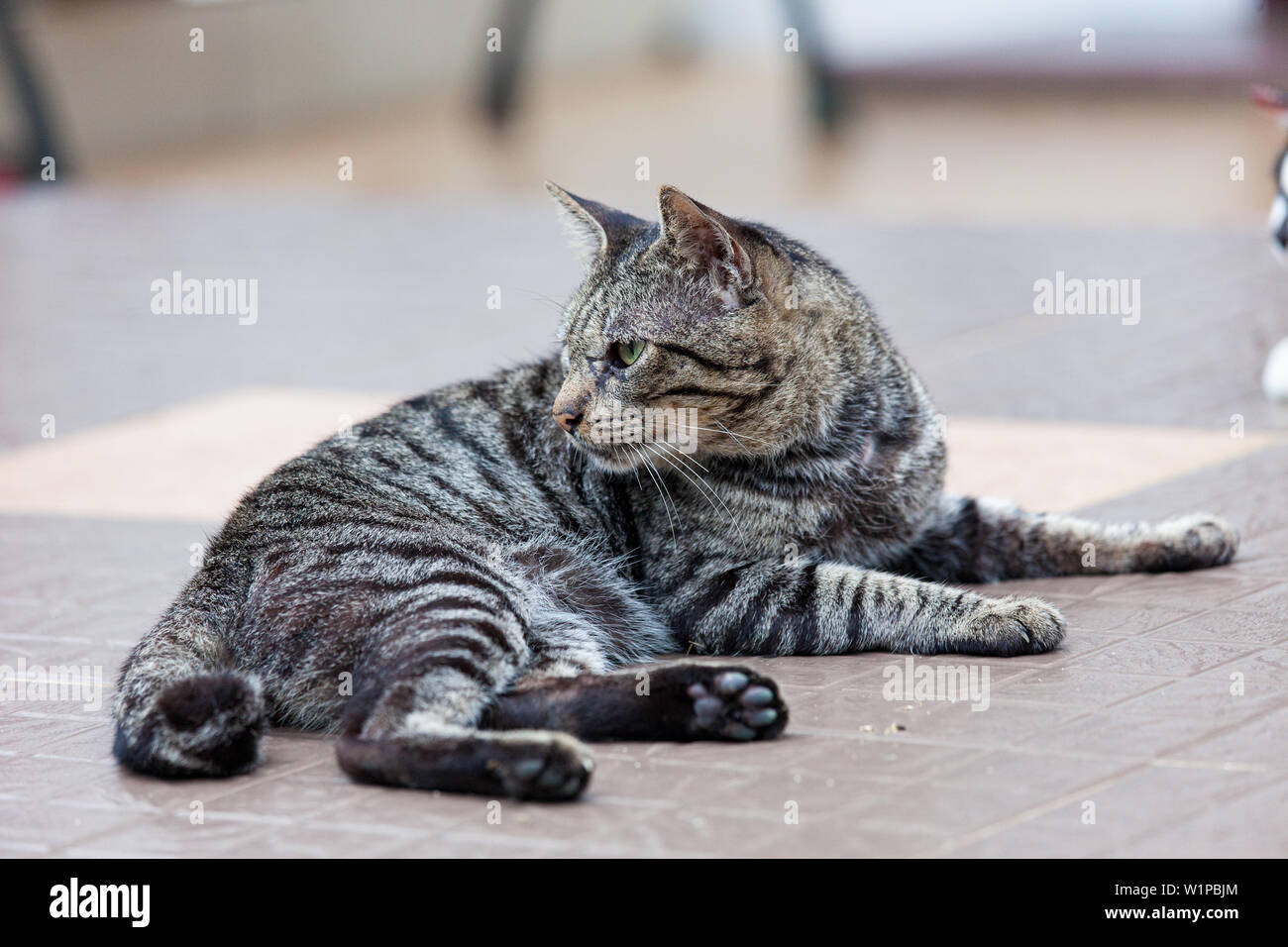adult grey cat