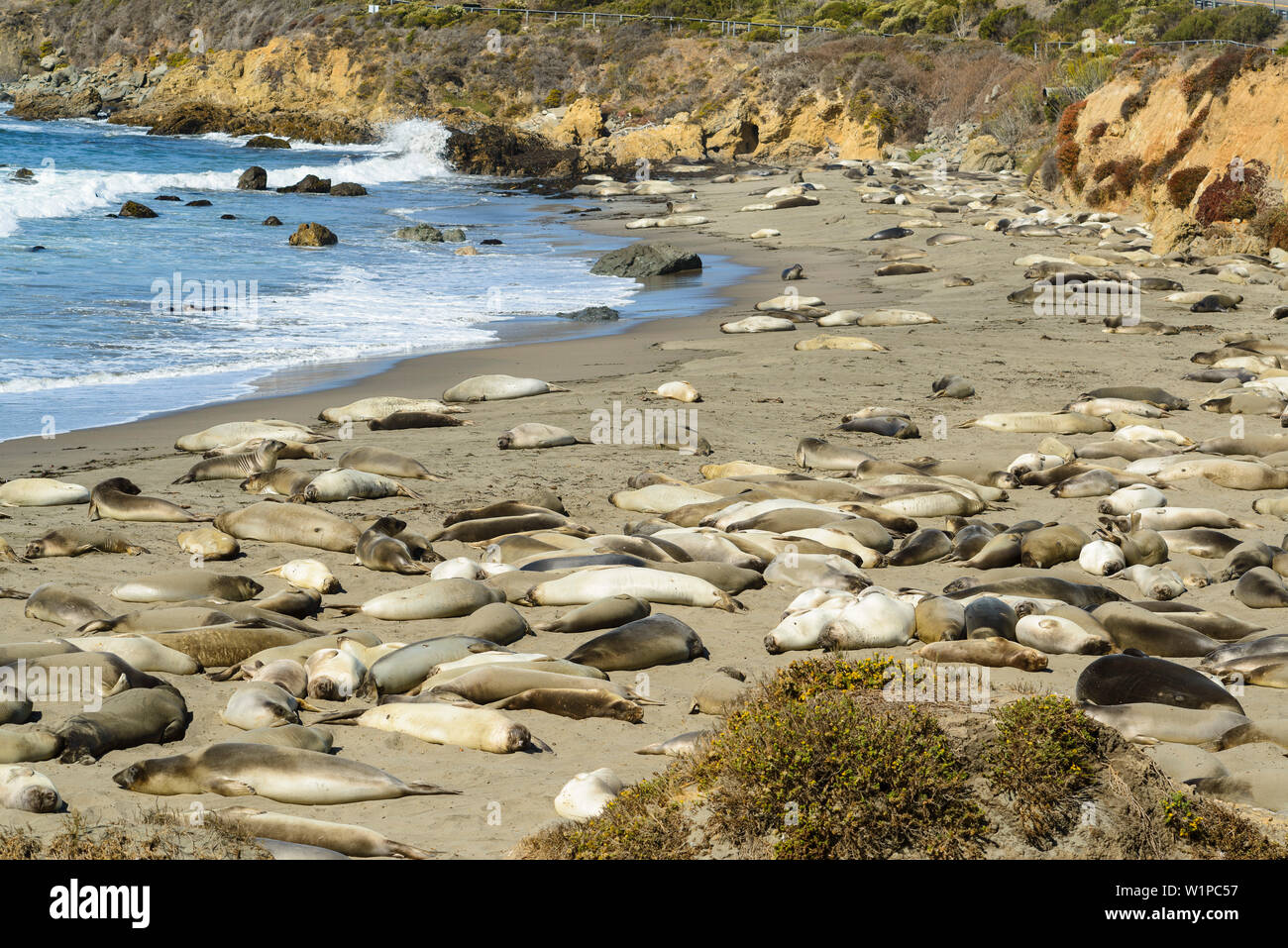 sea lions at the beach of San Simeon, San Luis Obispo County, California, USA Stock Photo