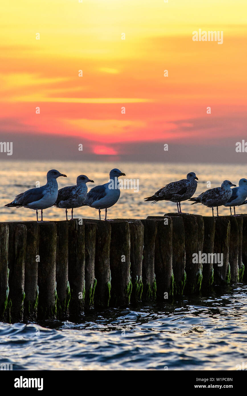 Seagulls are sitting in sunset on groynes, Ahrenshoop, Fischland, Ostseeküste, Mecklenburg-Western Pomerania, Germany Stock Photo
