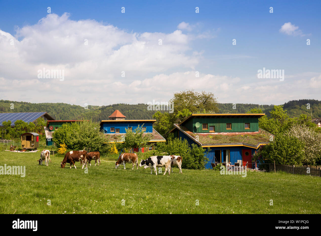Holiday house Schoeneweiss with friendly cows grazing in a field, Voehl, Hesse, Germany, Europe Stock Photo