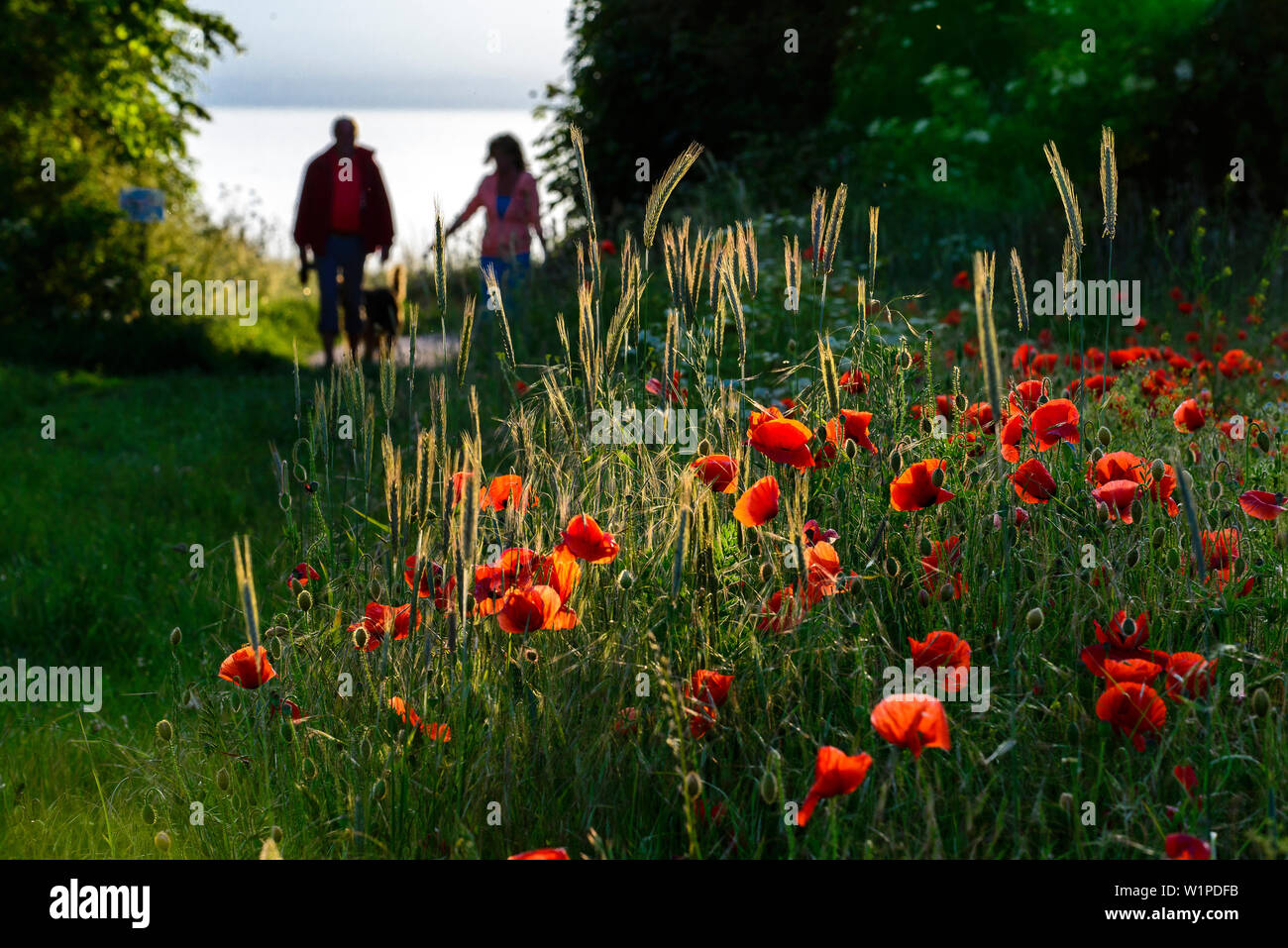 Flower meadow with strollers in Ahrenshoop, Fischland, Ostseeküste, Mecklenburg-Western Pomerania Ostseeküste, Germany Stock Photo