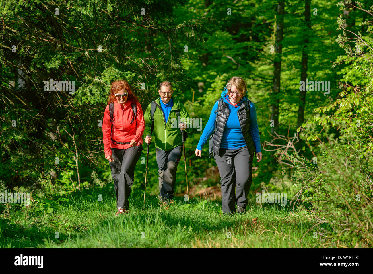 Three persons hiking through forest, Feldberg, Albsteig, Black Forest, Baden-Wuerttemberg, Germany Stock Photo