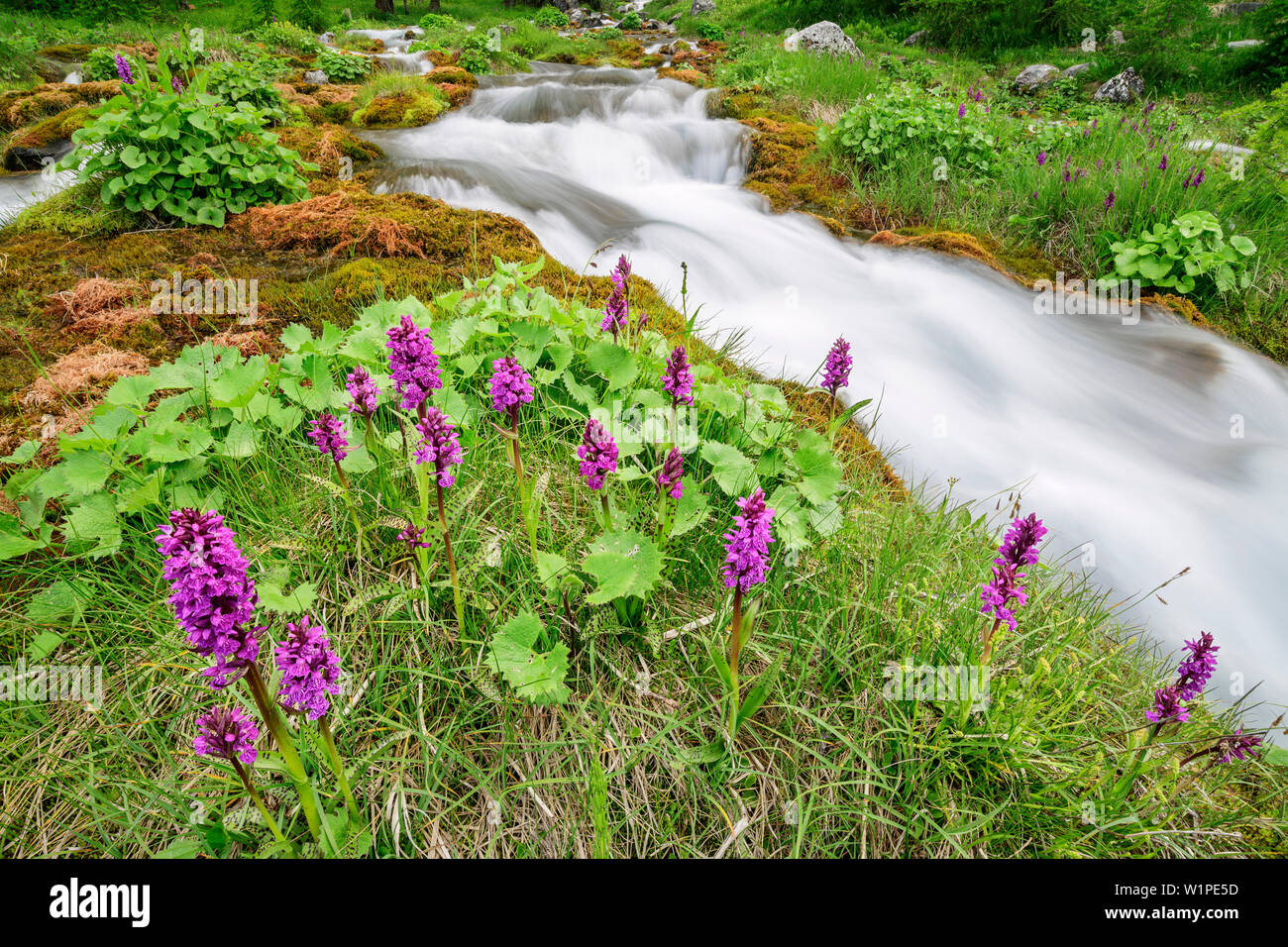Pink orchid with stream in background, Val Maira, Cottian Alps, Piedmont, Italy Stock Photo
