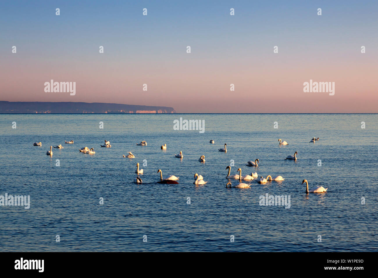 Swans at the beach, near Sellin, Ruegen, Baltic Sea, Mecklenburg-West Pomerania, Germany Stock Photo