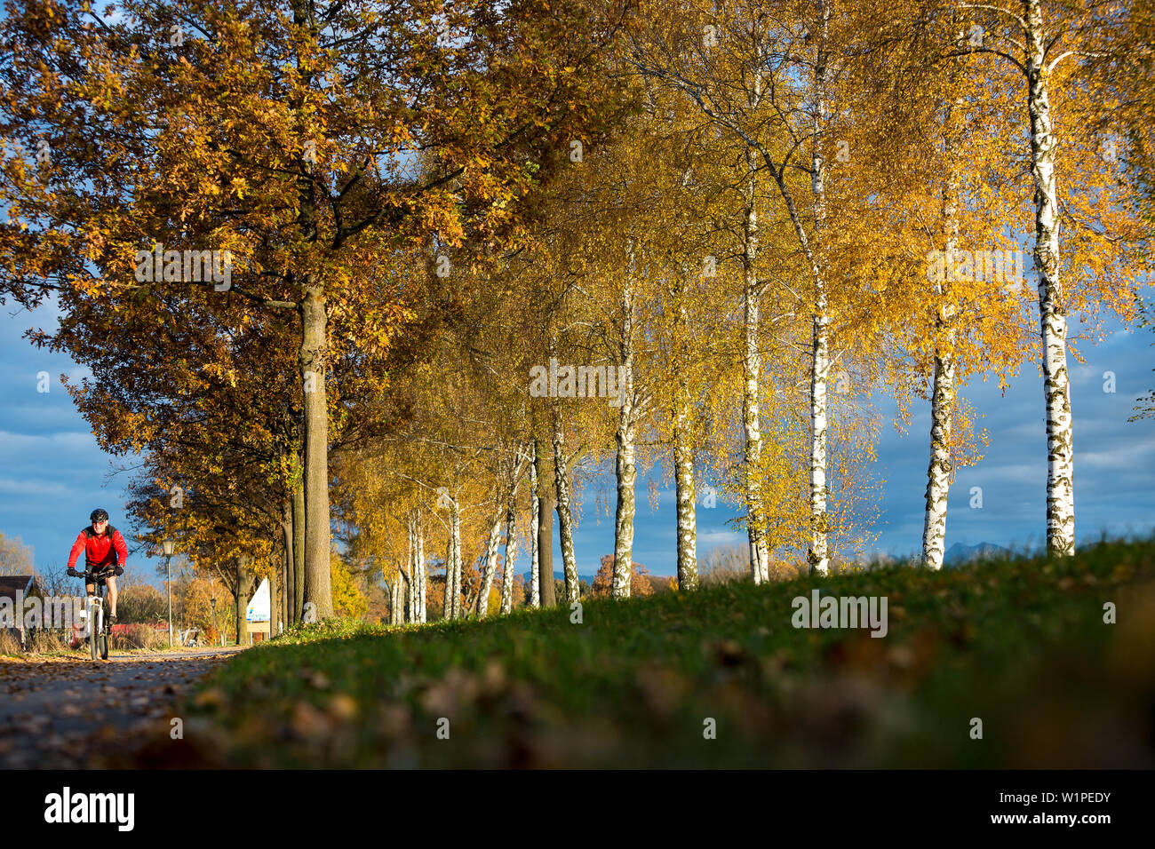 Older Gentleman in a red jacket is riding along a autumnal discolored oak and birch all for overseas Stock Photo