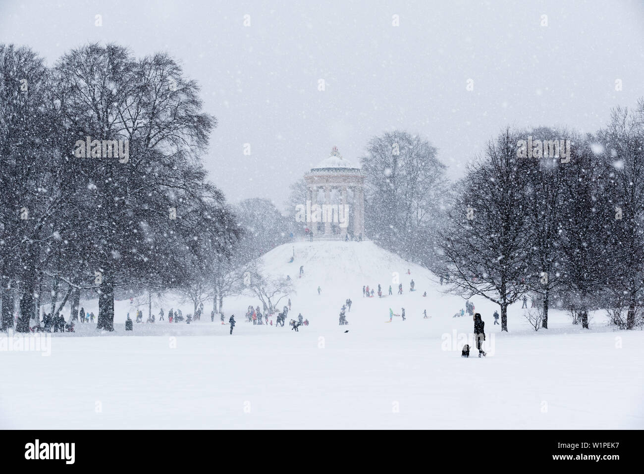 Sledging during Snow Fall at Monopteros, English Garden, Munich, Germany Stock Photo